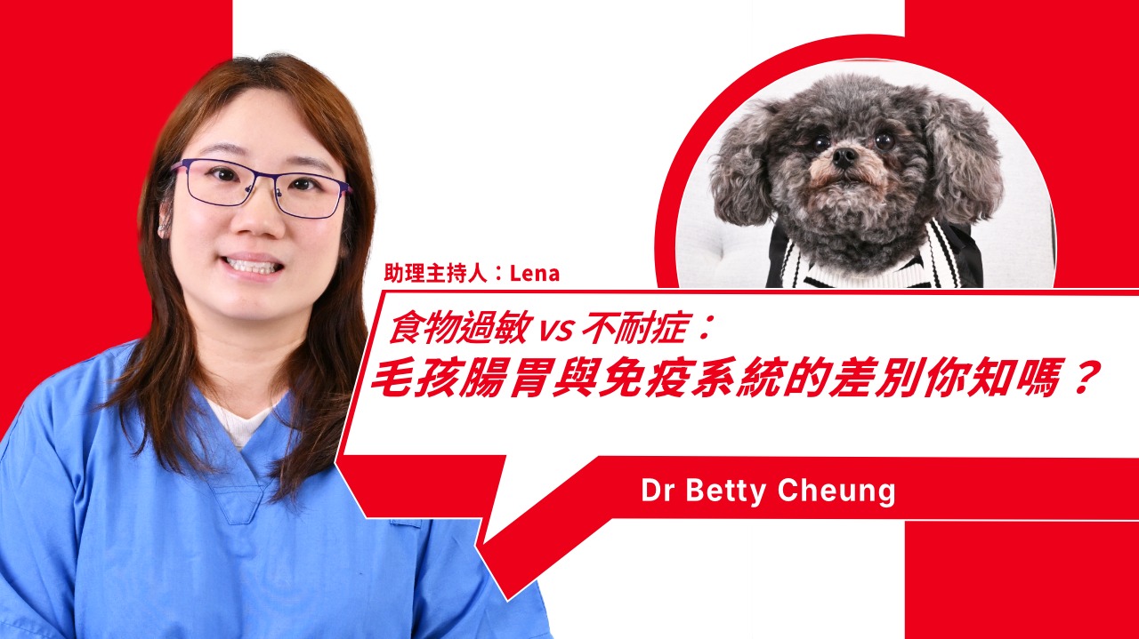 Food Allergies and Food Intolerances in Pets: Key Differences, Diagnosis, and Dietary Management